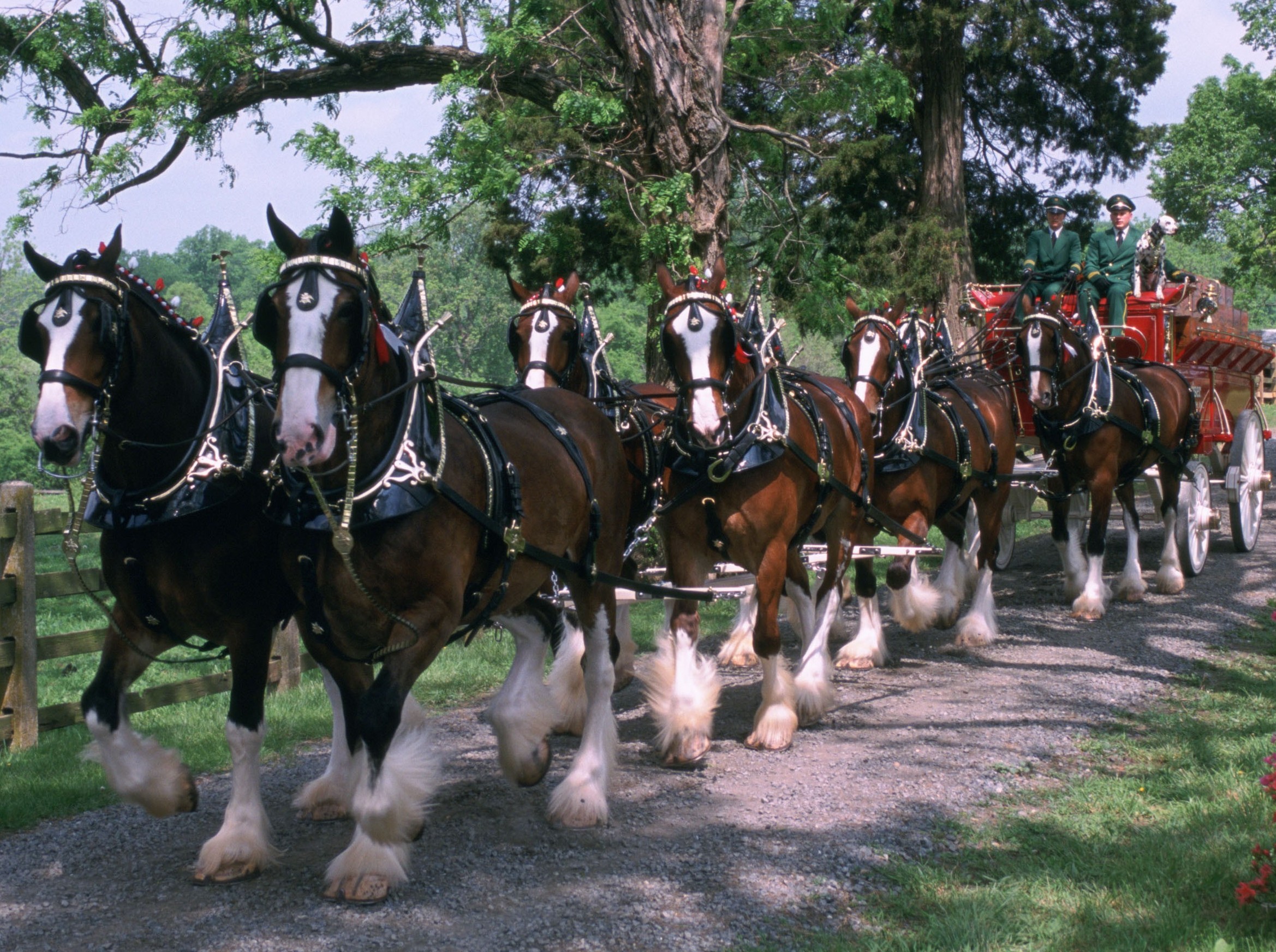 Budweiser Clydesdale Farm to Open for 2013 Season