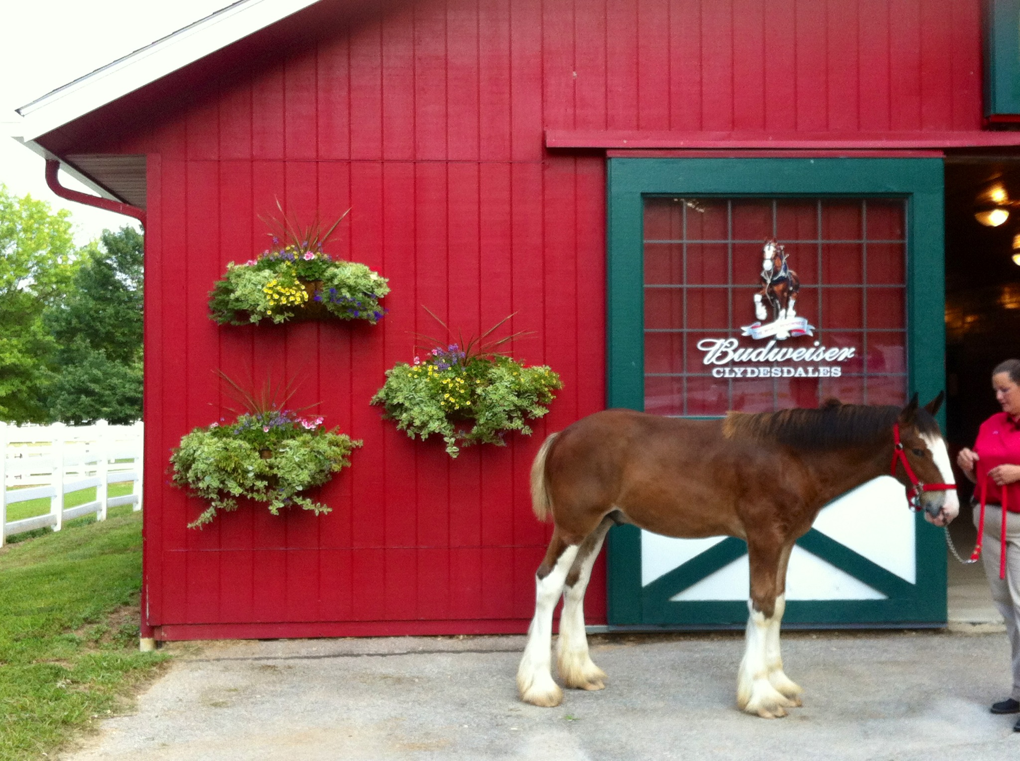 Stan, the Clydesdale, Comes Home to Grant's Farm