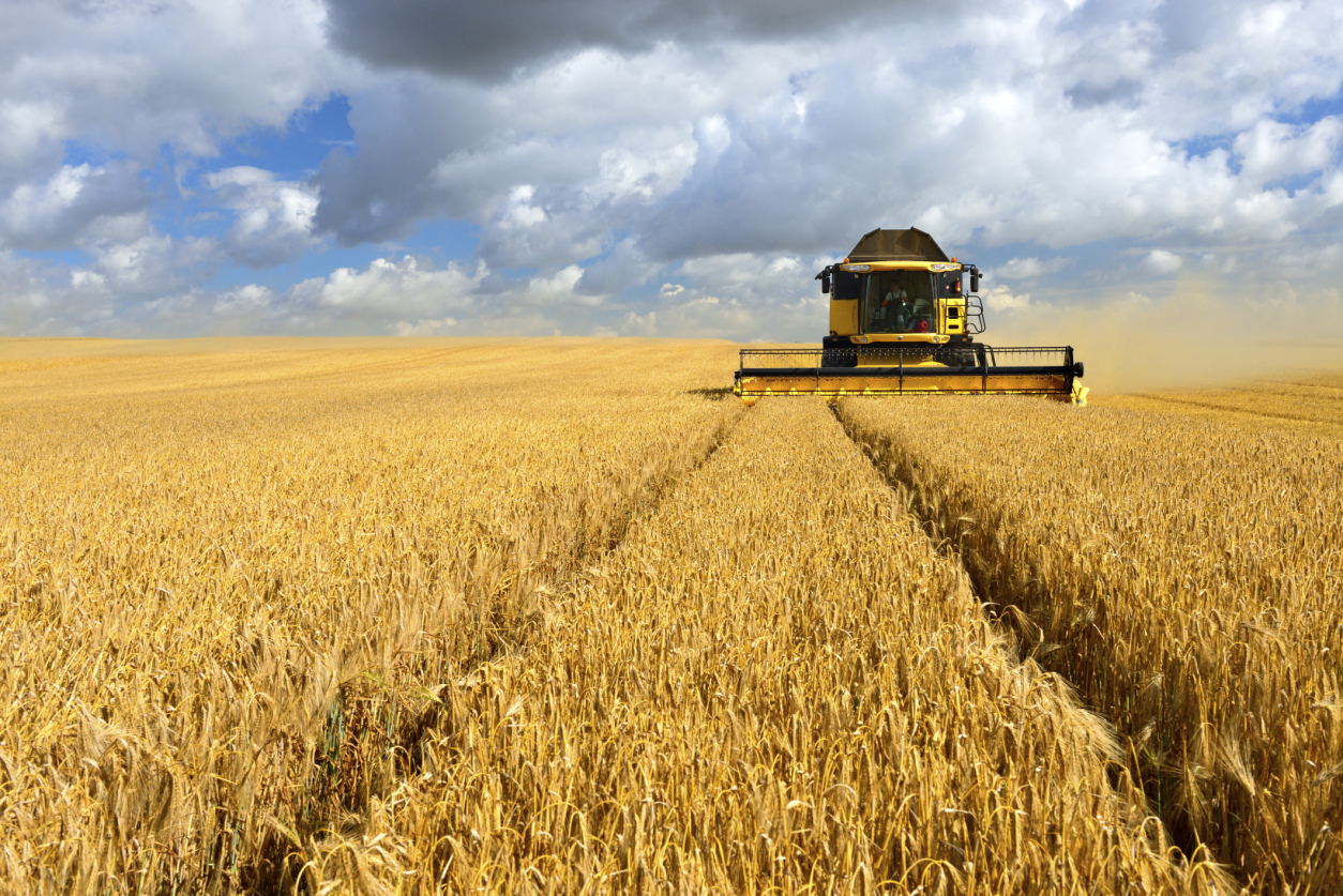 Growing the Perfect Barley for America's Favorite Lager