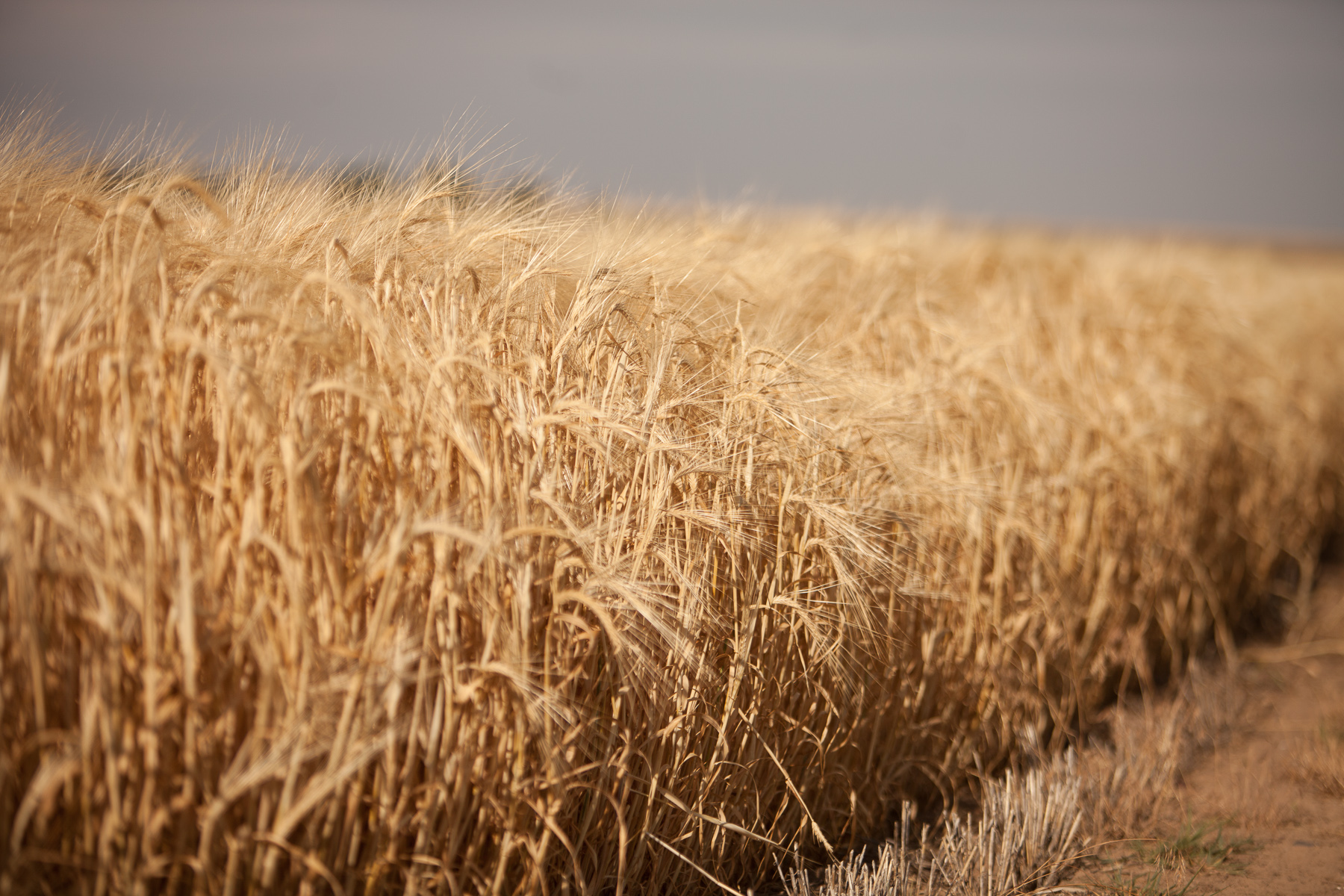 Barley Varieties: Beer's Unsung Hero